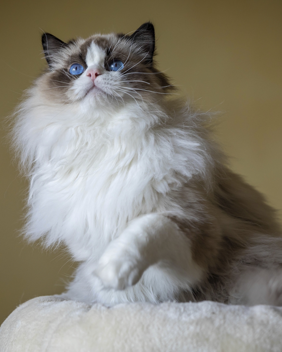 Penelopé Diamond Lady * CZ - Soft Snowflake * CZ