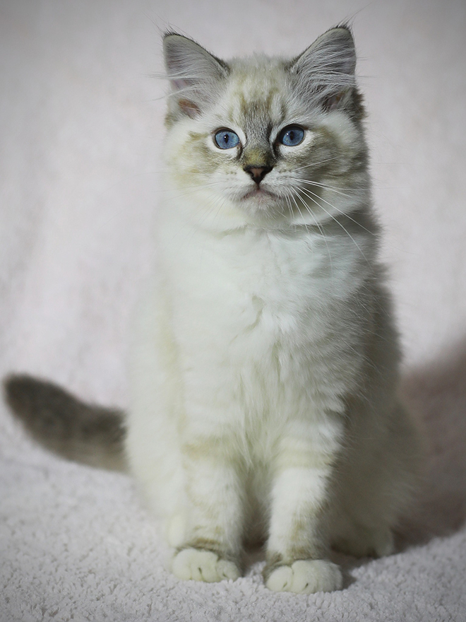 Nina Diamond Lady * CZ - Soft Snowflake * CZ